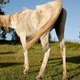 Image for article titled 62-Year-Old Colt Wins Belmont Stakes Senior Event
